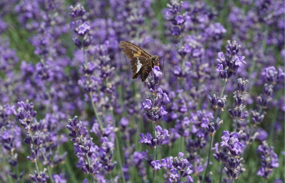 Moth on a stalk of lavender in a lavender field