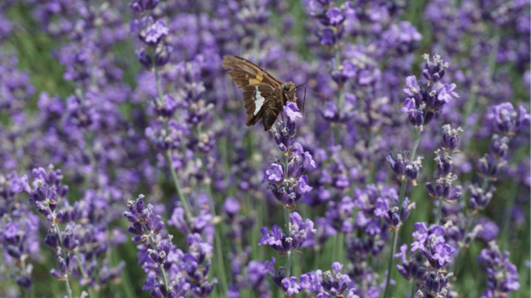Moth on a stalk of lavender in a lavender field