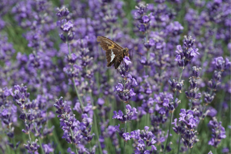 Moth on a stalk of lavender in a lavender field