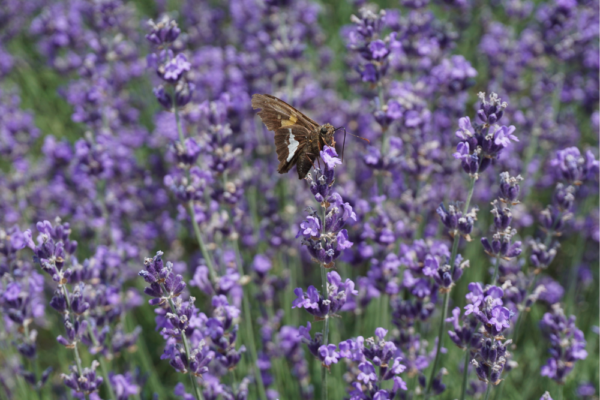 Moth on a stalk of lavender in a lavender field