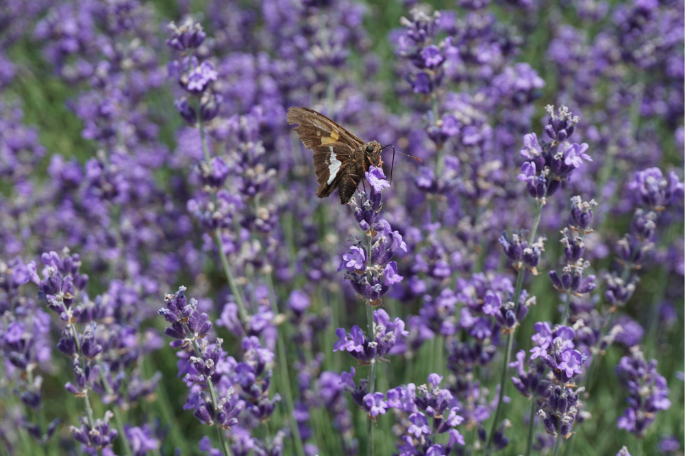 Your Guide to the Annual Maryland Lavender Festival