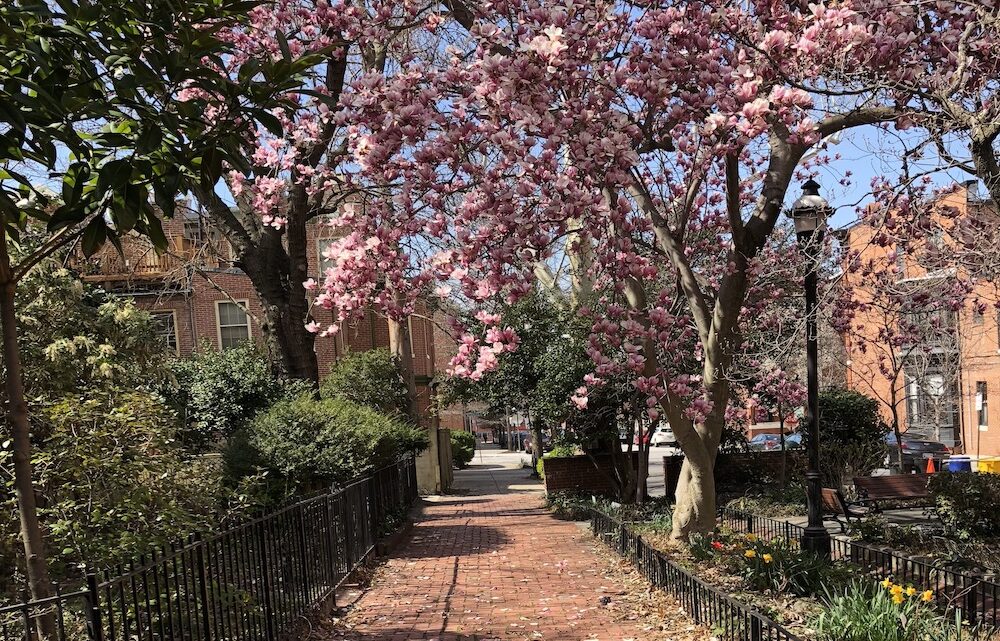 brick sidewalk with magnolia trees on either side how to spend a self-care day in baltimore