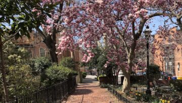 brick sidewalk with magnolia trees on either side how to spend a self-care day in baltimore