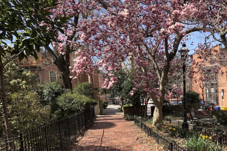 brick sidewalk with magnolia trees on either side how to spend a self-care day in baltimore