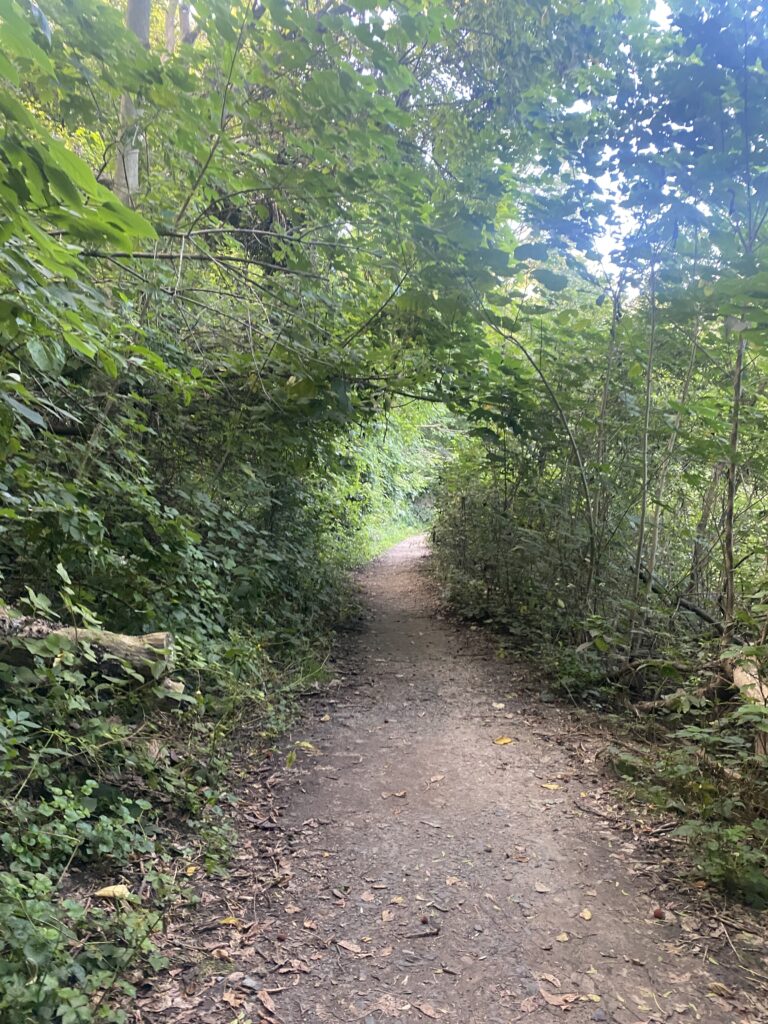 Nature trail surrounded by green leafy trees in Baltimore City, Maryland