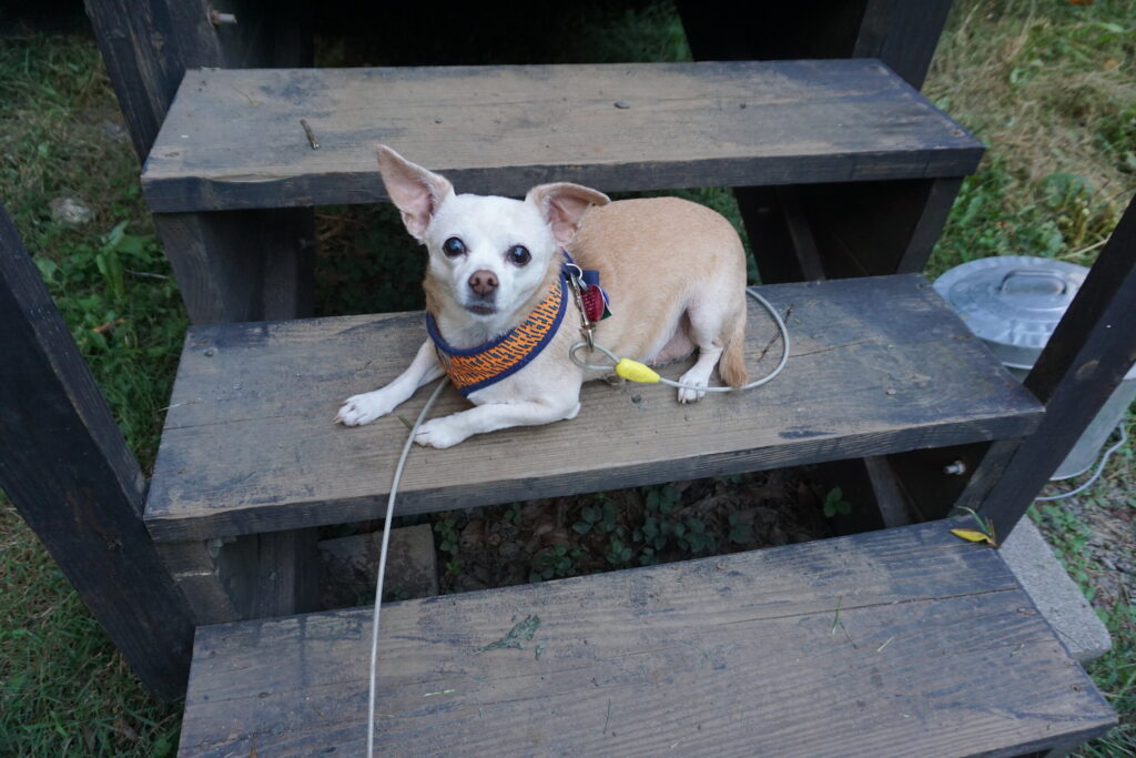 Chihuahua dog sitting on steps of a tiny cabin