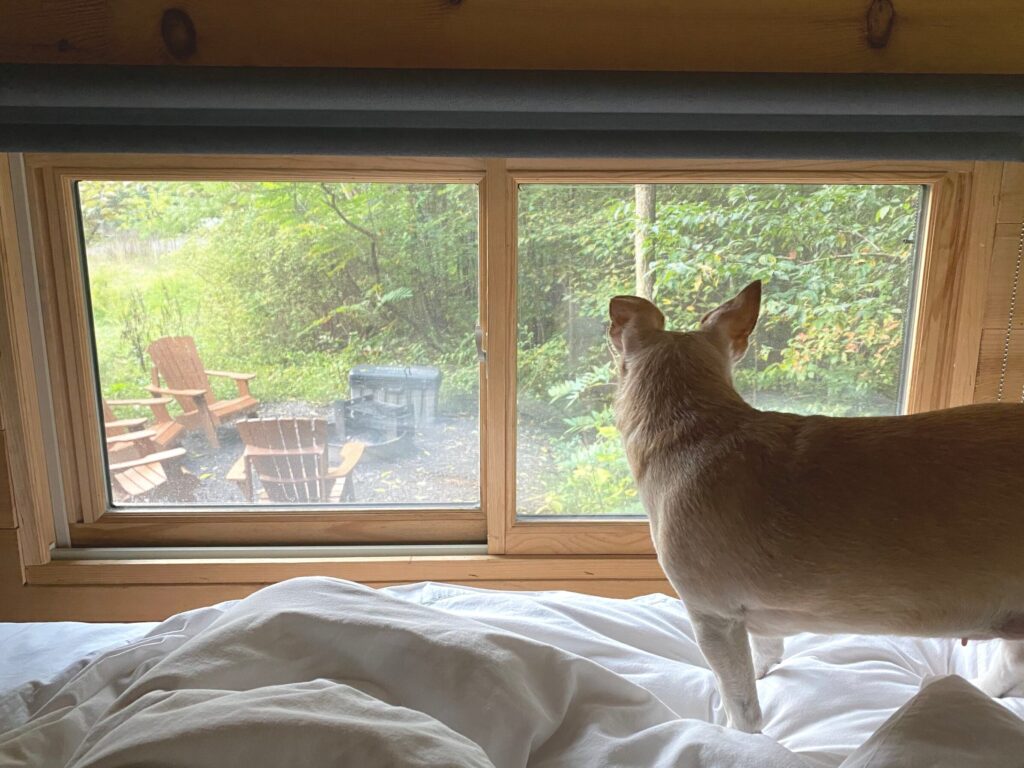 Chihuahua dog looking out window of a tiny cabin