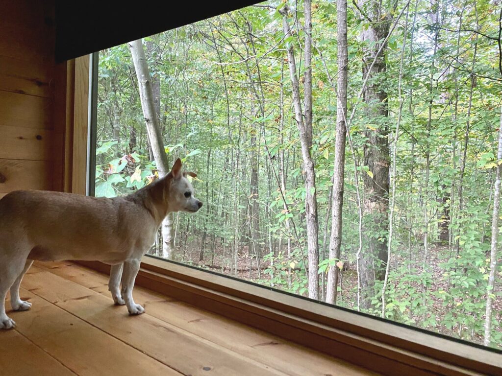 Chihuahua dog looking out large window of a tiny cabin