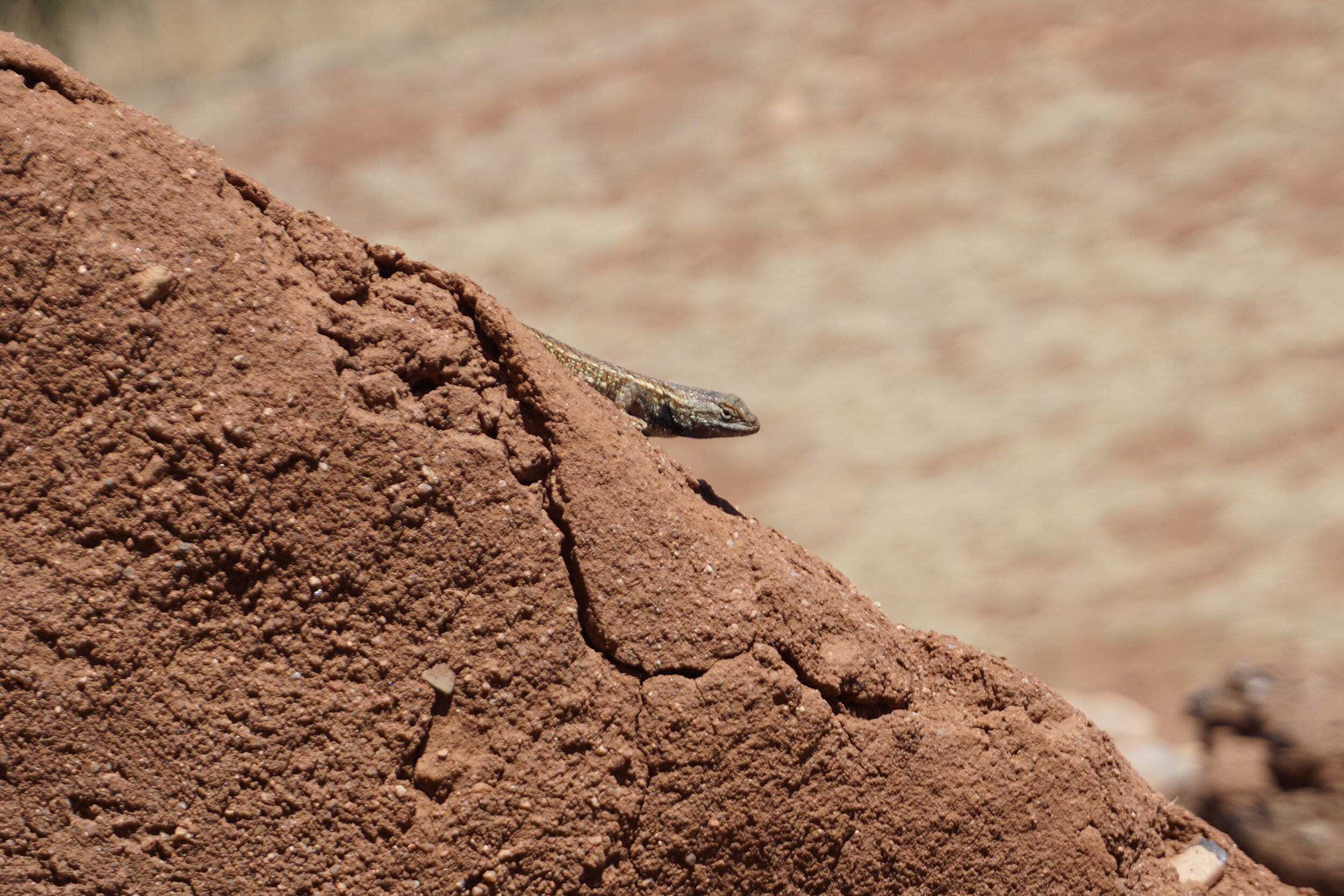 Close-up of a lizard on an adobe wall at Pecos National Historical Park