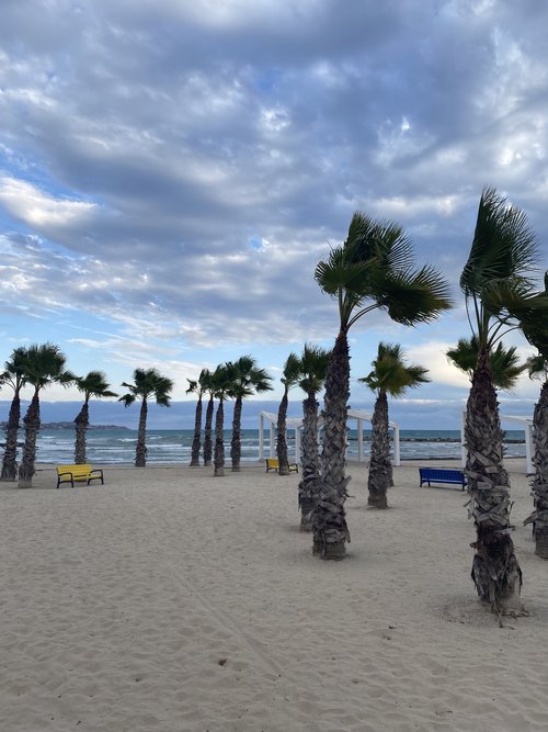 Palm trees being blown by the wind on the beach in Alicante Spain