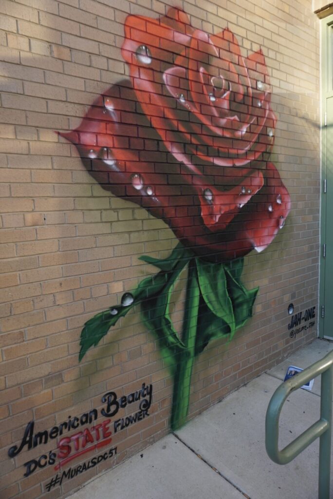 Washington DC street mural with a red rose
