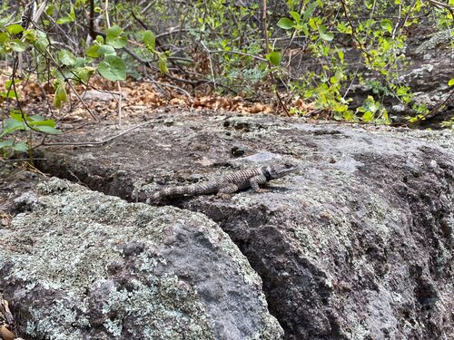 Gray and white spiny lizard sitting on top of a gray and white boulder in the New Mexico woods
