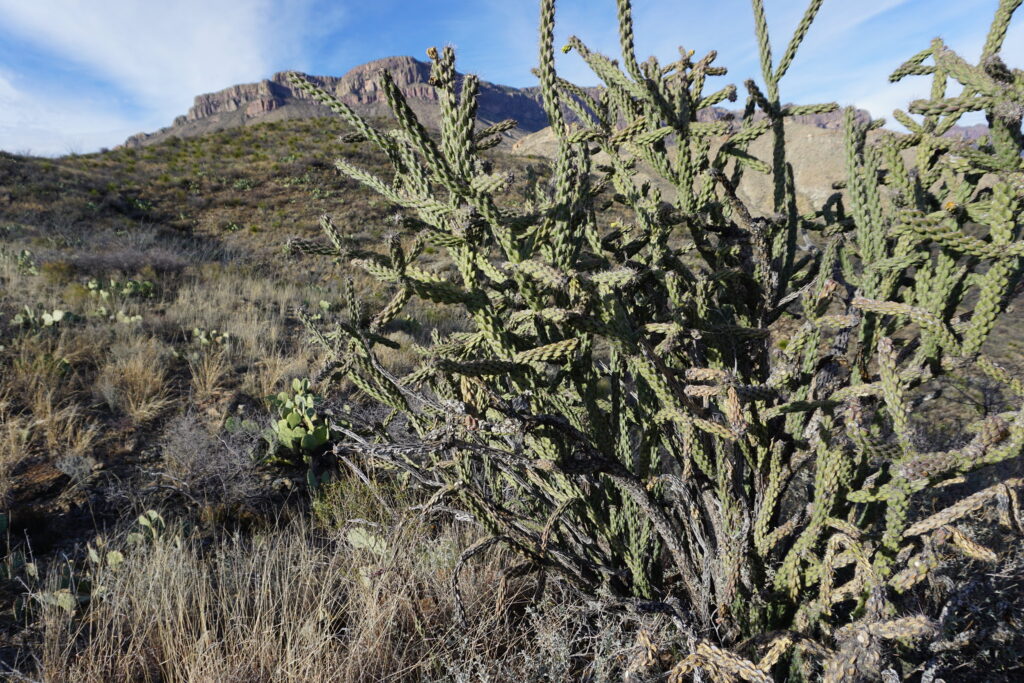 Ocotillo cactus in Texas desert