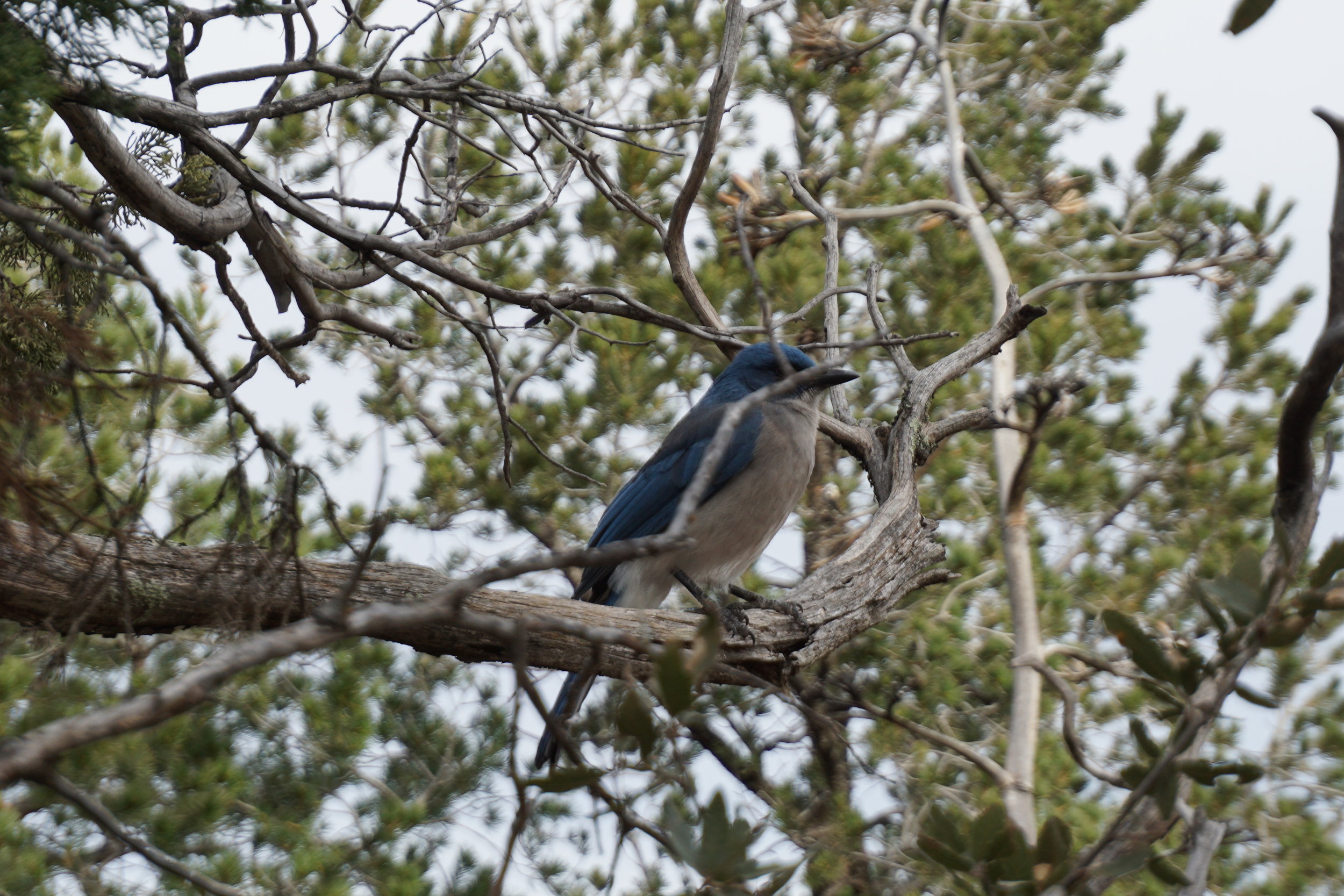 A blue Mexican jay bird in Texas desert