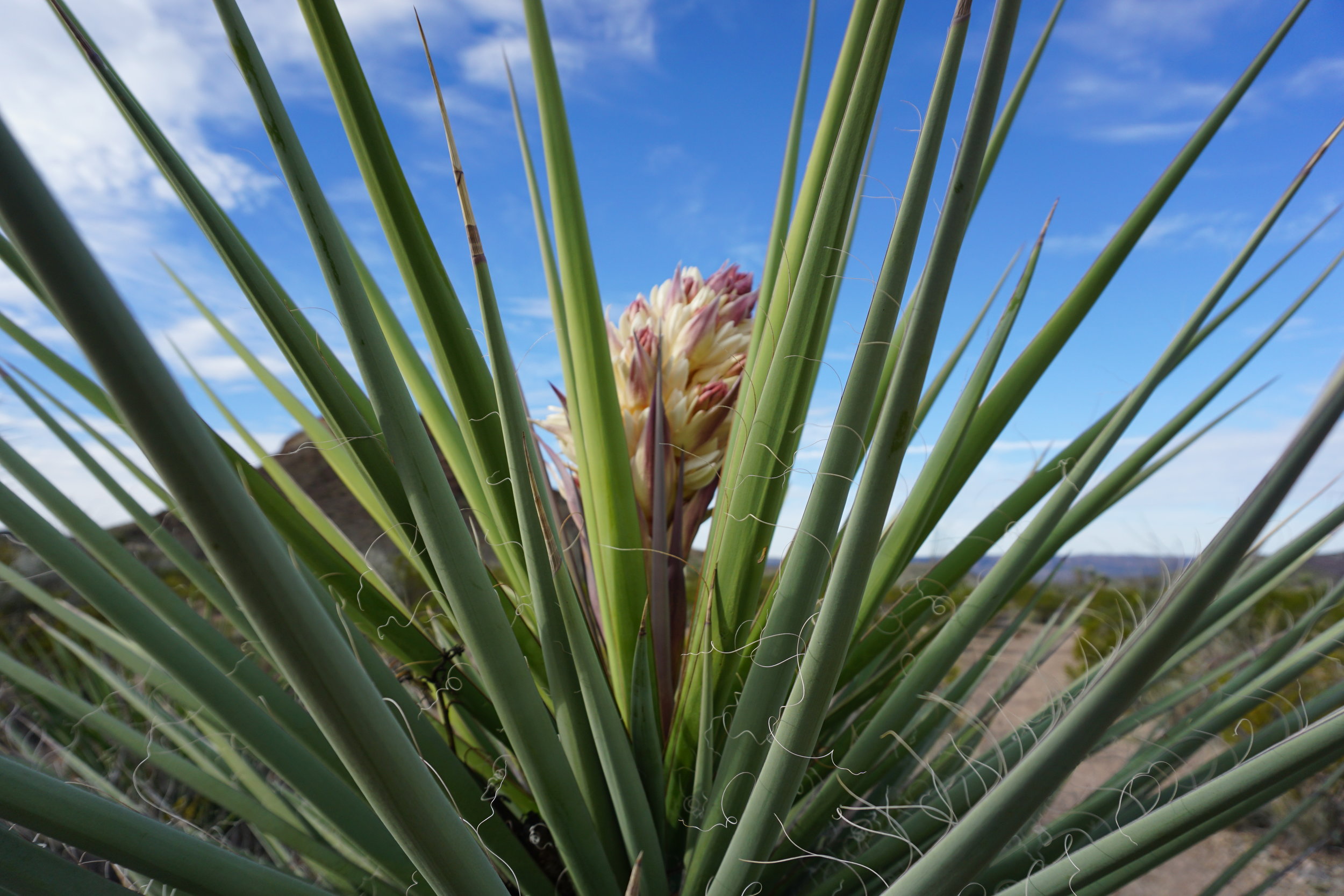 Agave plant in the Texas desert