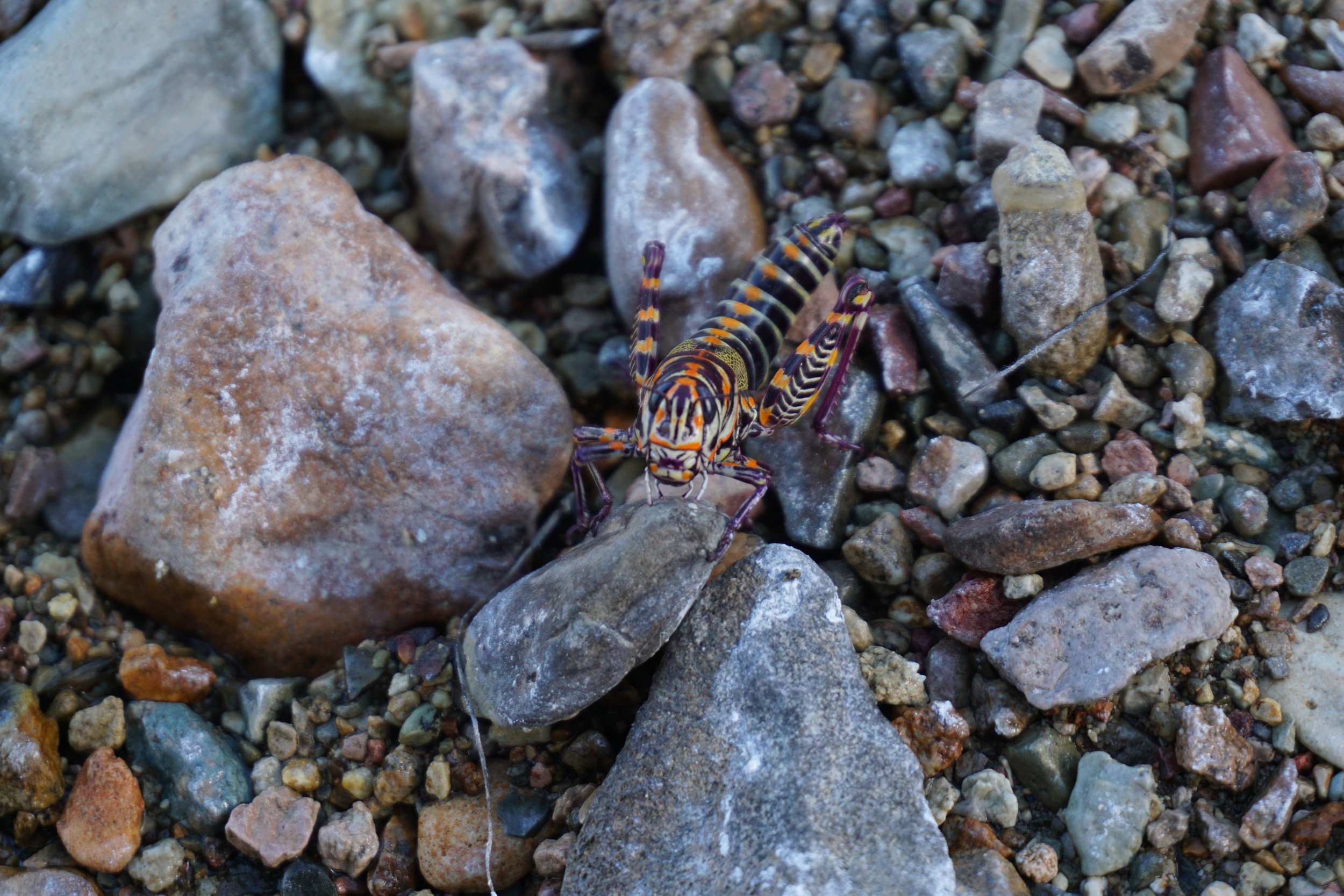 A colorful grasshopper on rocks