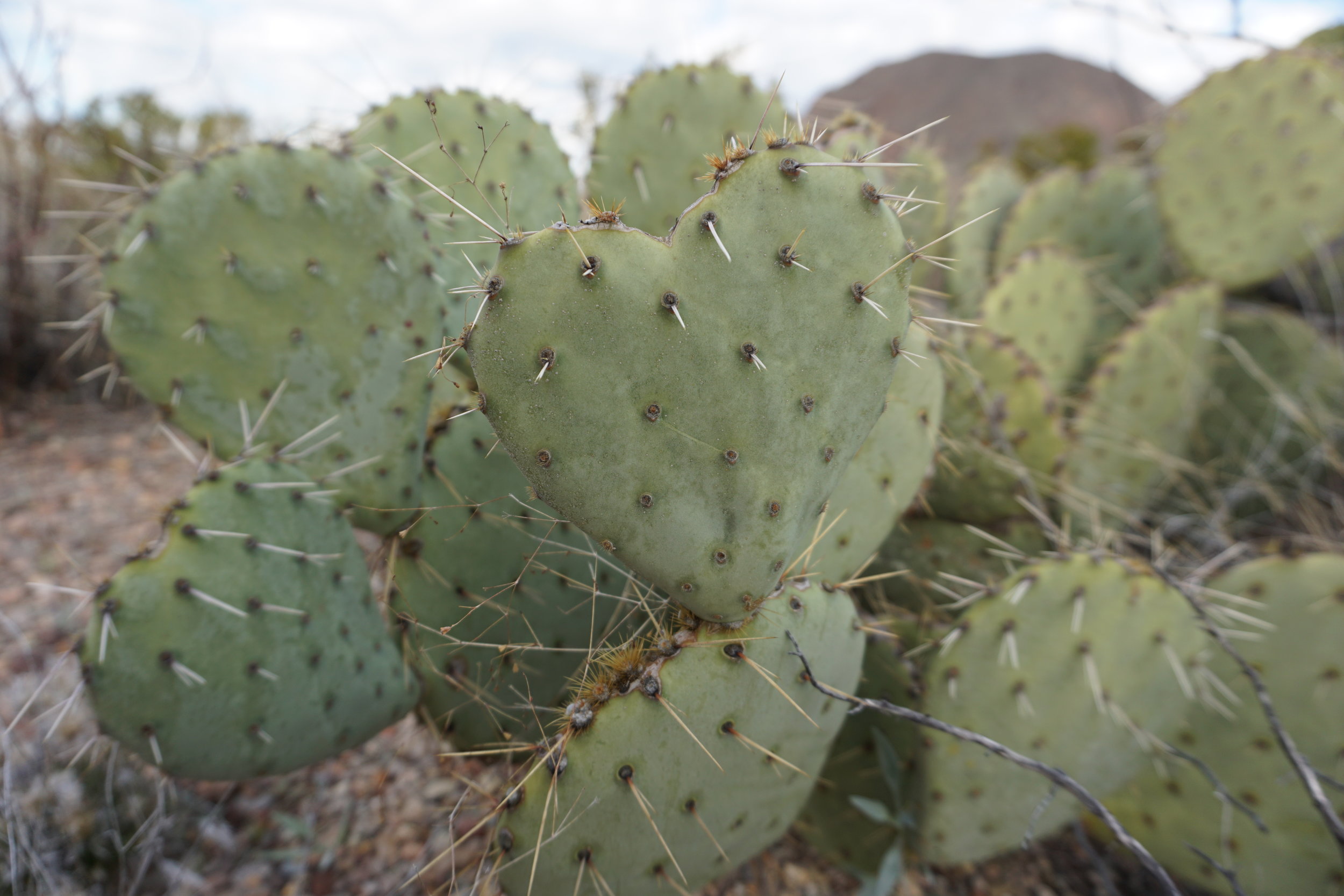 Prickly pear cactus in Texas desert