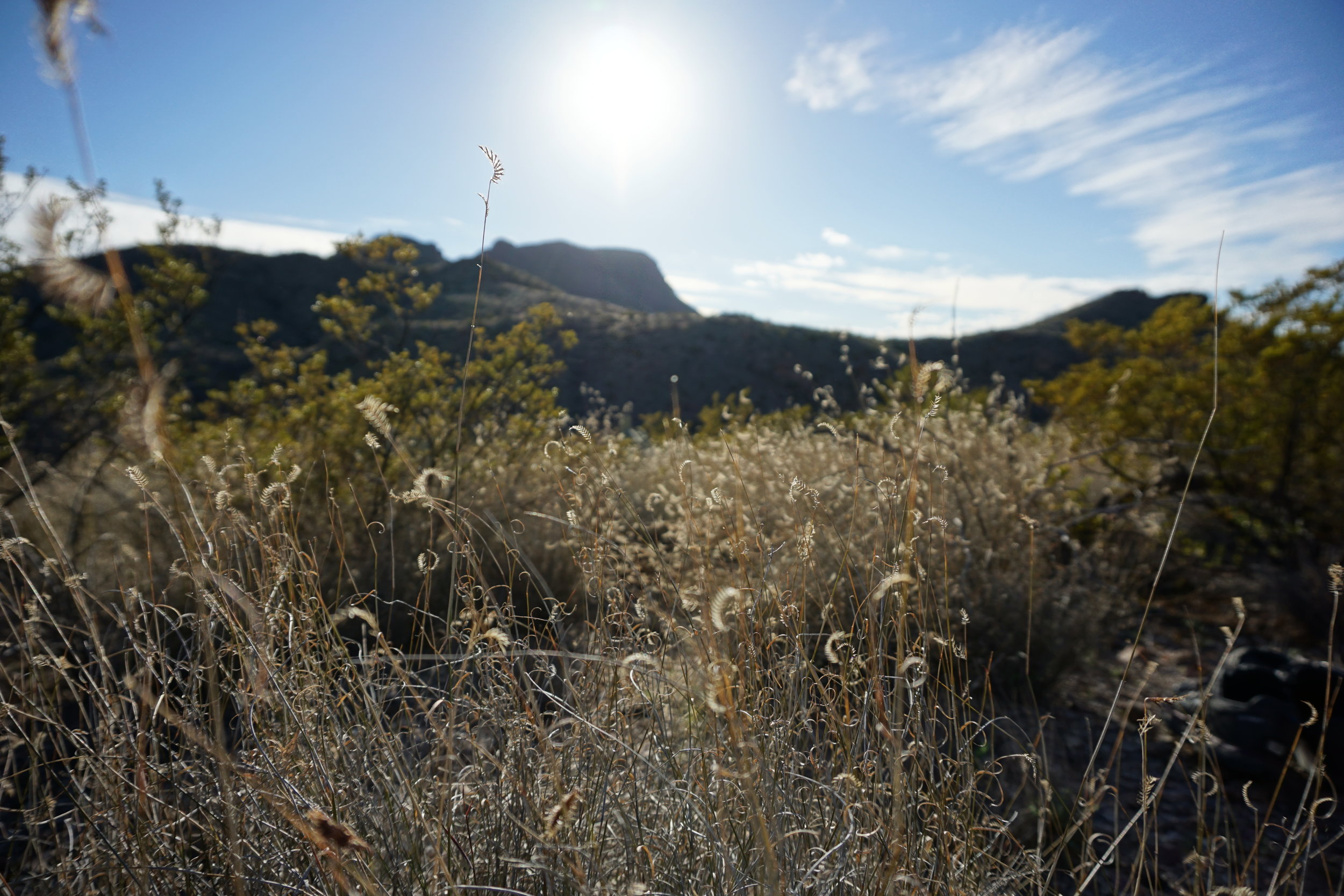 Mountain and grass scenery in Texas desert