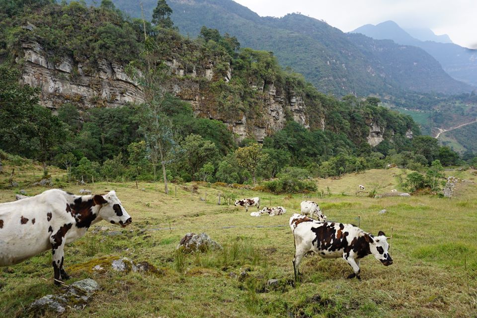 Field of green grass and cows with mountains and large boulders in the background in a Colombia forest
