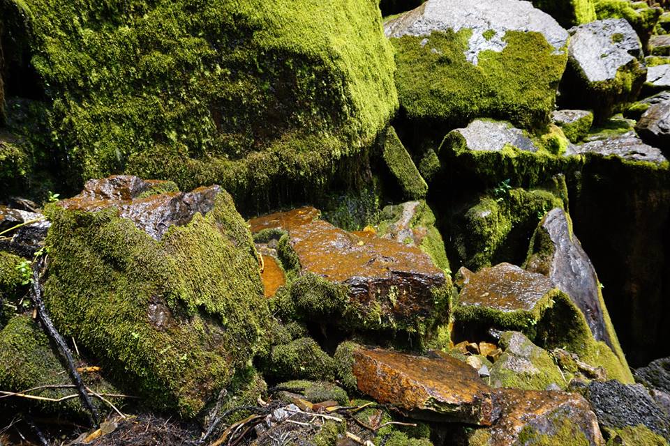 Pile of moss-covered rocks in a Colombia forest