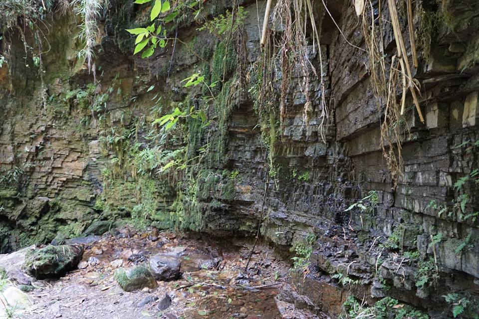 Wall of rock with moss and vegetation in Colombia