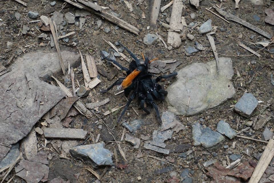 A large wasp on top of a dead tarantula it killed on the forest ground in Colombia