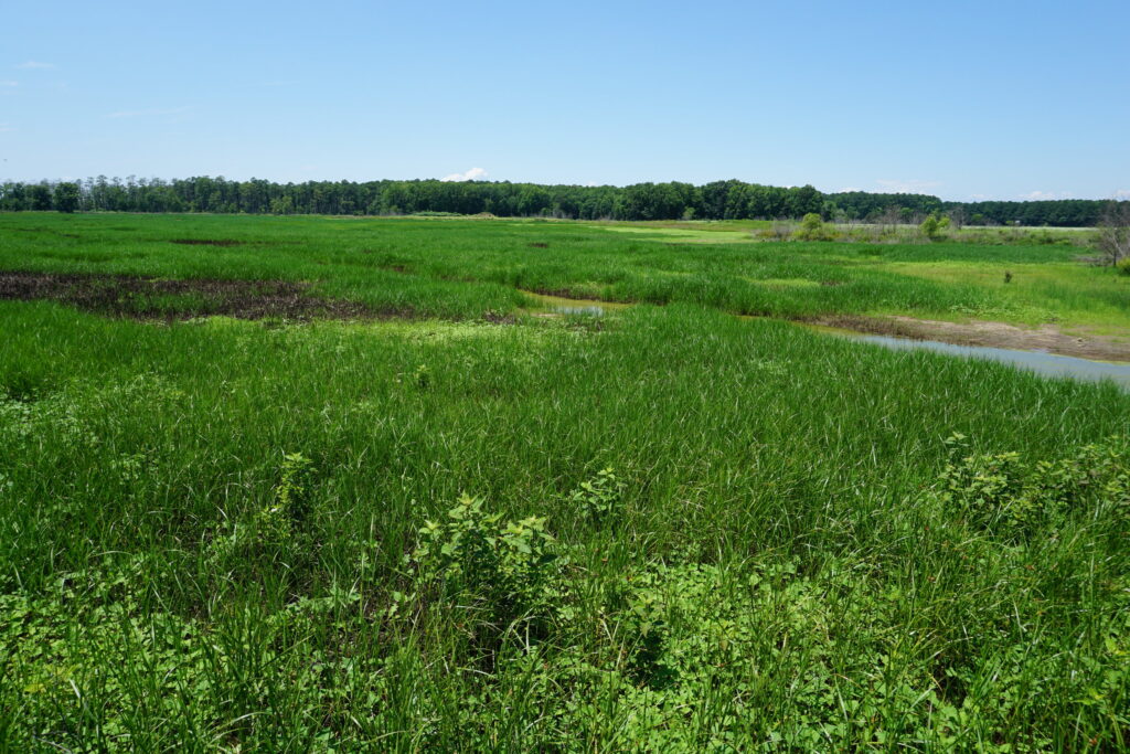 View of marshes in Blackwater Wildlife Refuge in southern Maryland