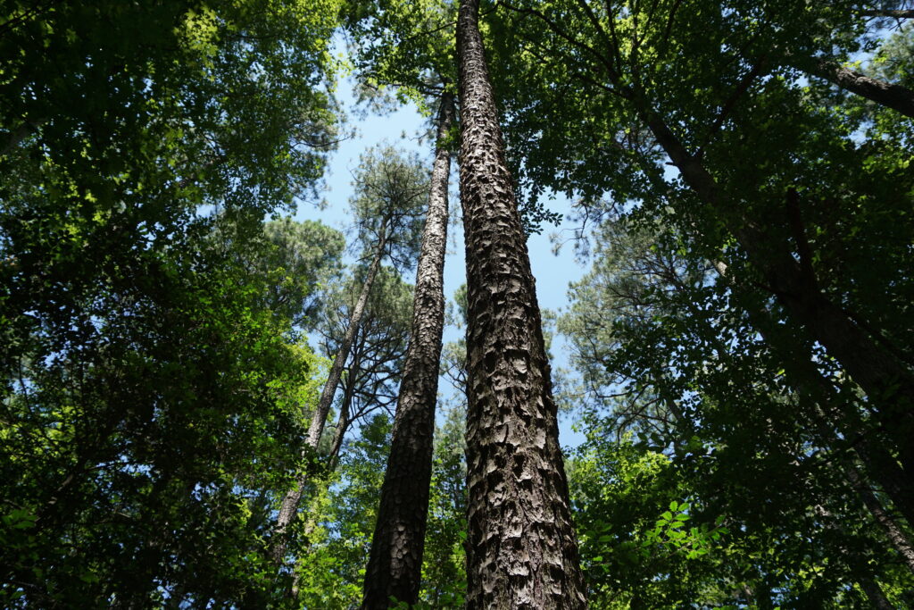 Upward view of tall trees in a forest in southern Maryland