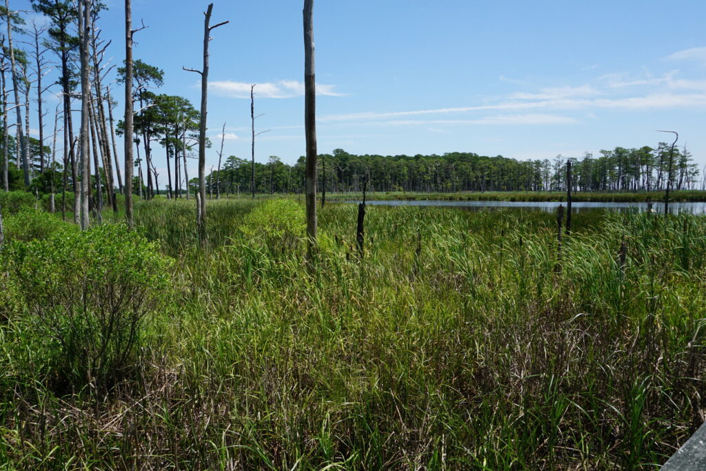 View of marshes in Blackwater Wildlife Refuge in southern Maryland