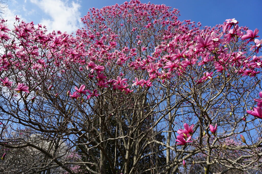 Pink magnolia flowers on a tree