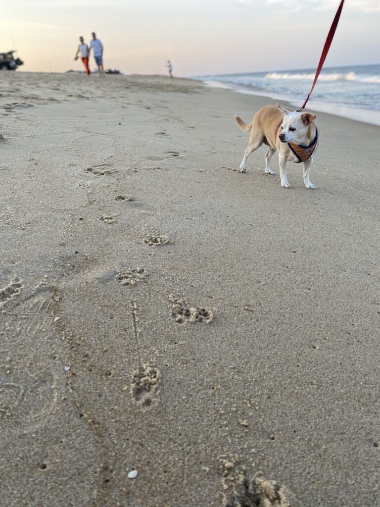 Small dog on a leash standing on the sand at a beach