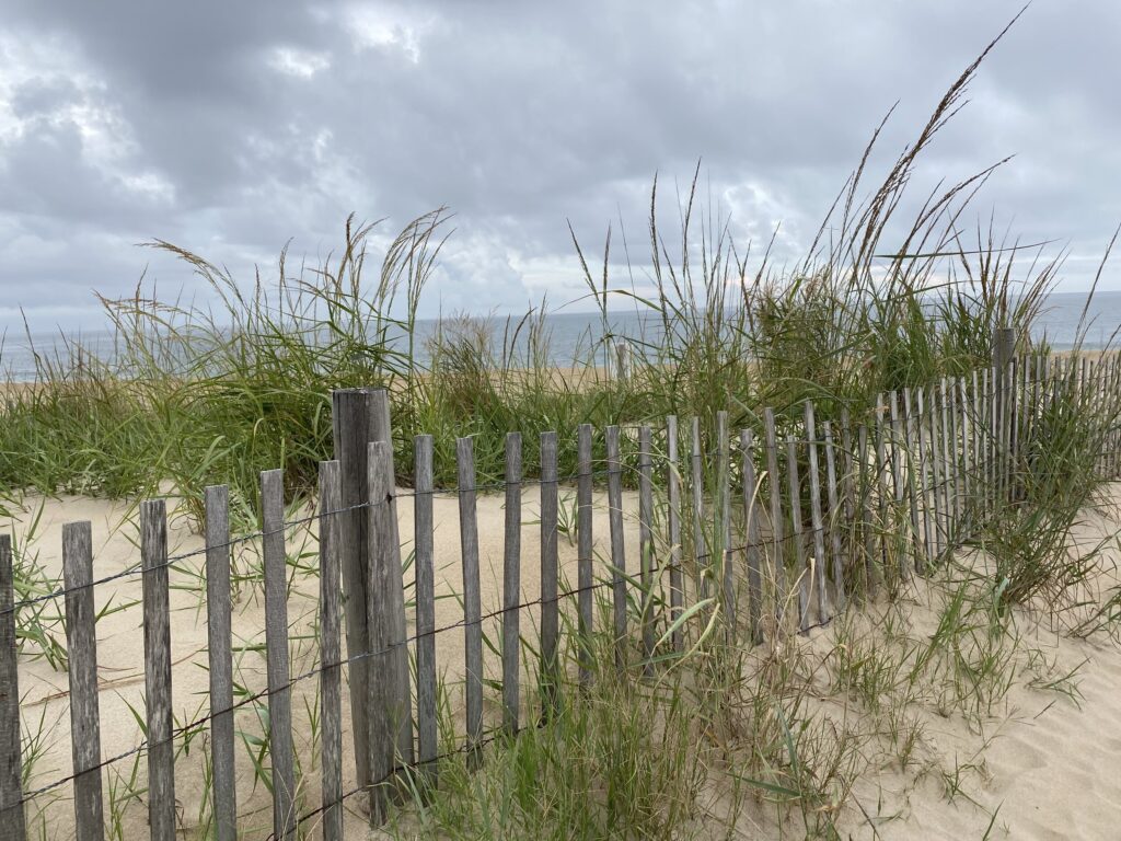 Fenced-off sand dunes with tall grass in Fenwick Island Delaware