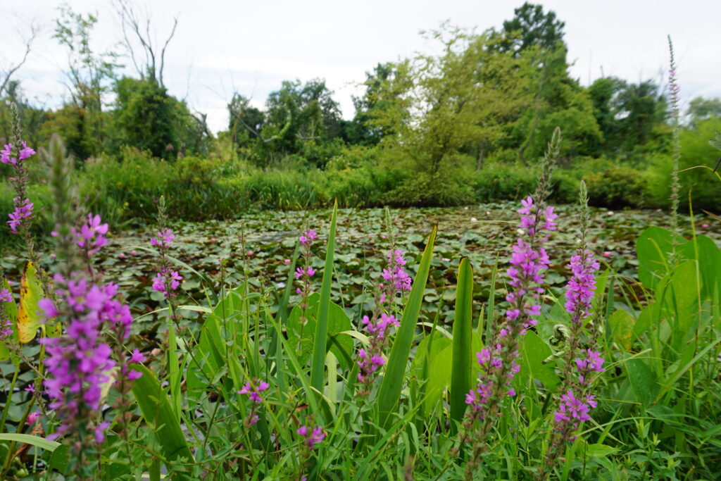 Lily pond surrounded by greenery and purple flowers