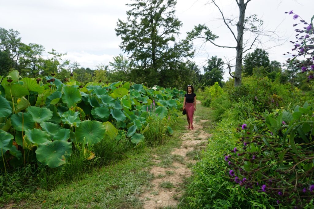 Woman walking on a path in aquatic gardens with large green plants along the sides