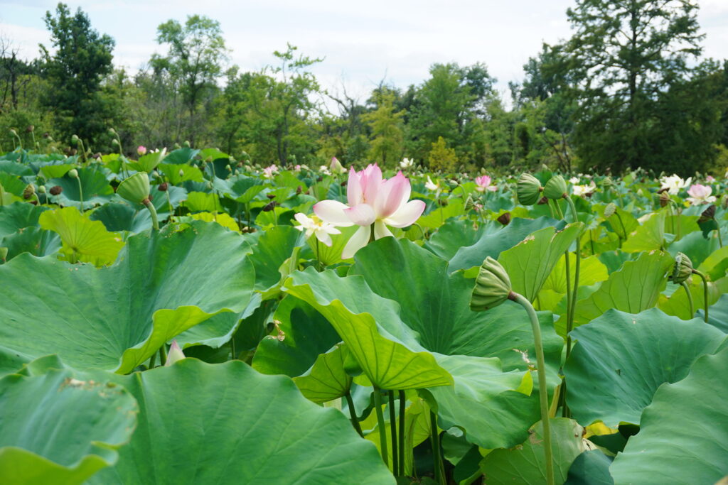 Large green lotus plants with pink lotus flowers blooming