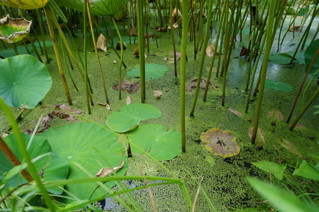 Surface of a lily pond with lotus flowers and lily pads