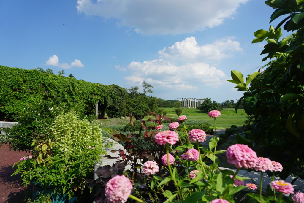 Pink roses and other plants with a grassy field and stone pillars in the distance showing nature in Washington DC
