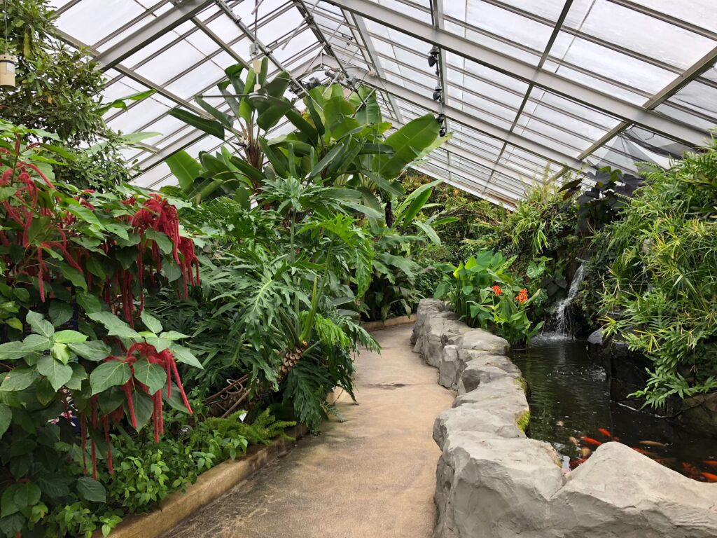 Inside of botanic gardens with tall green plants on both sides of a walkway