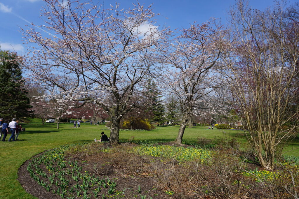A Baltimore Maryland park with green grass and flowering trees