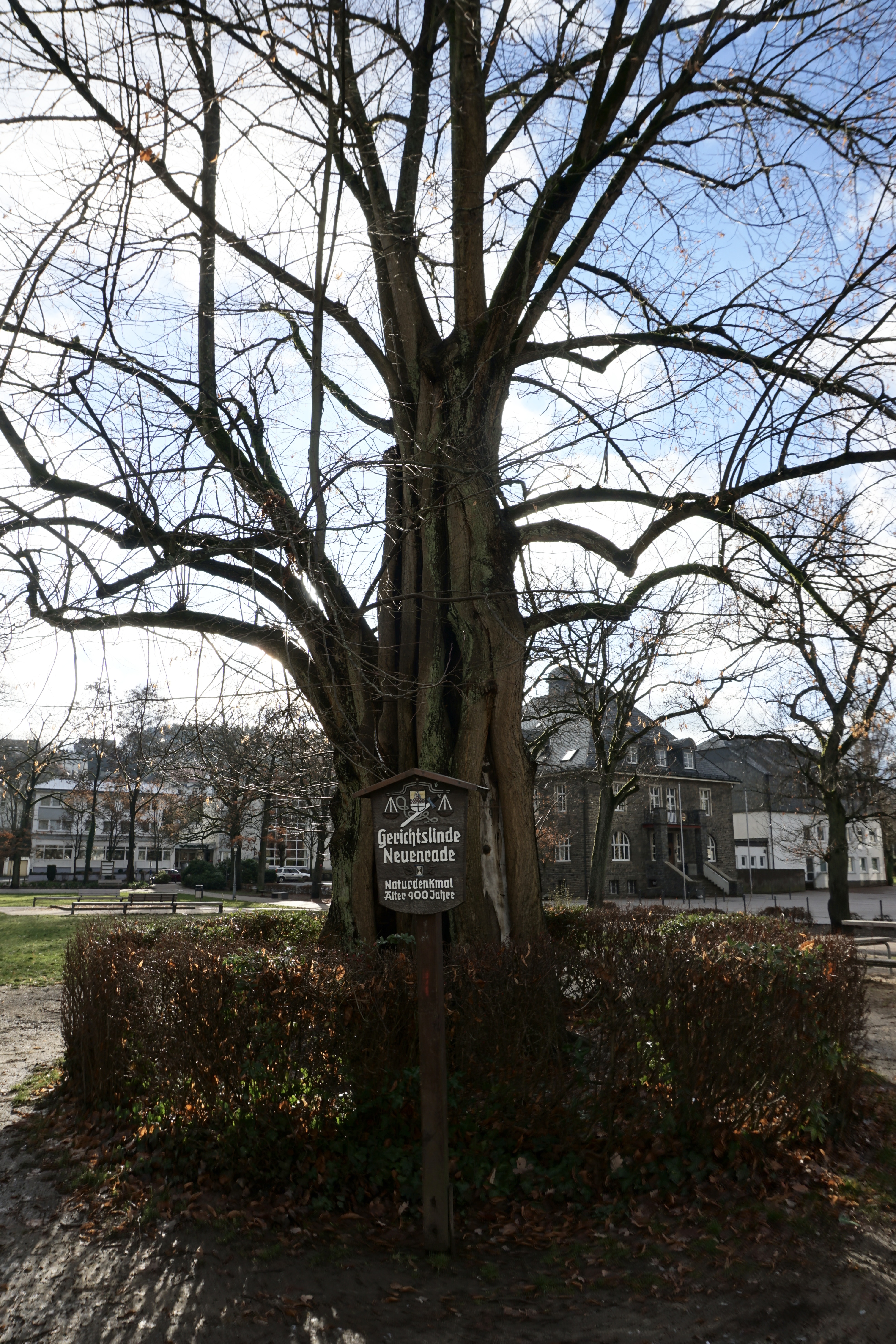 Linden tree in Neuenrade Germany with a wooden sign saying it's a 900 year old Gerichtslinde where judicial courts were held