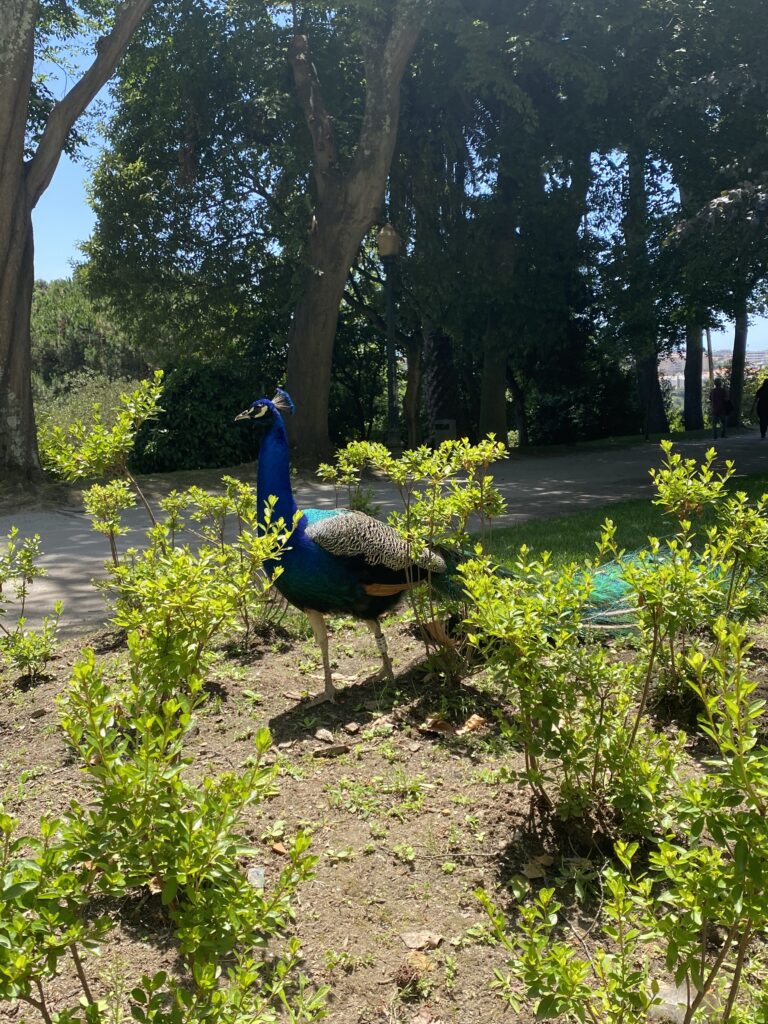 A peacock walking among shrubs in a park