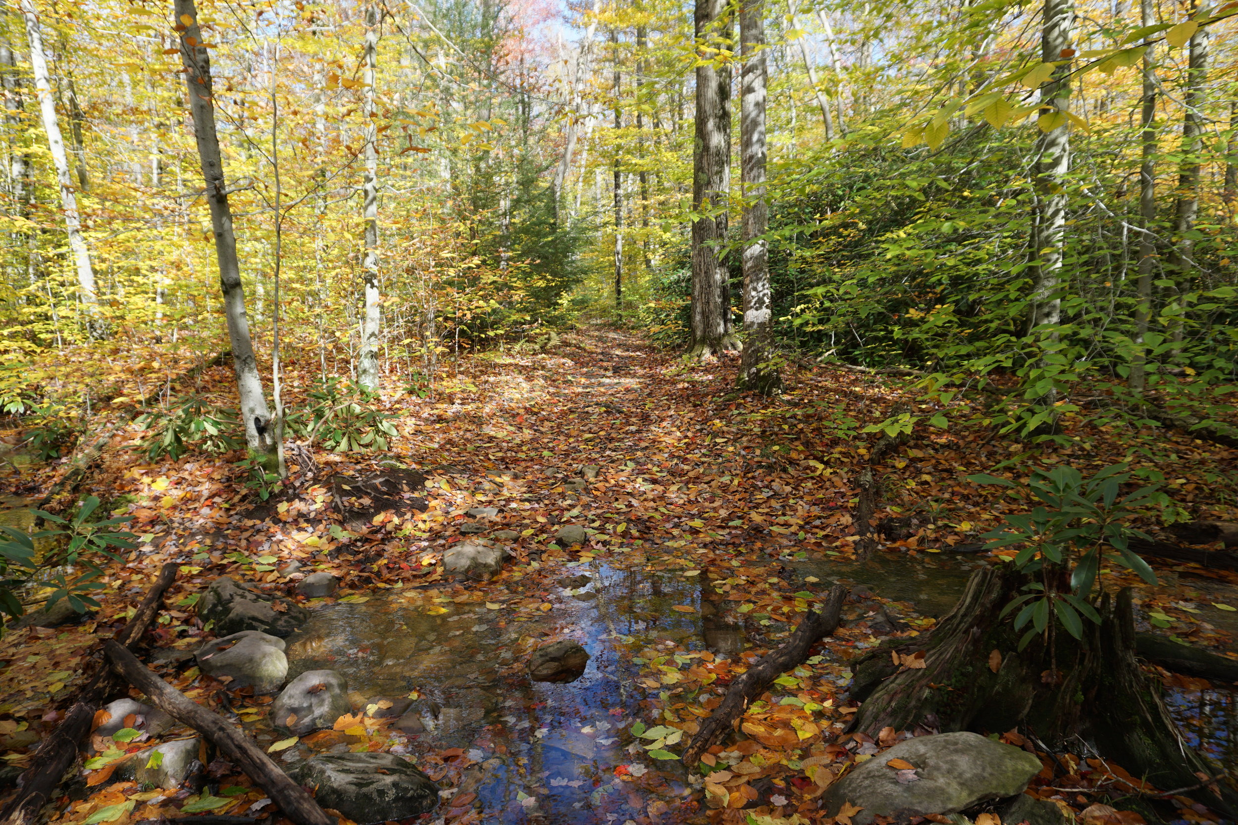Fall foliage in Poconos mountains