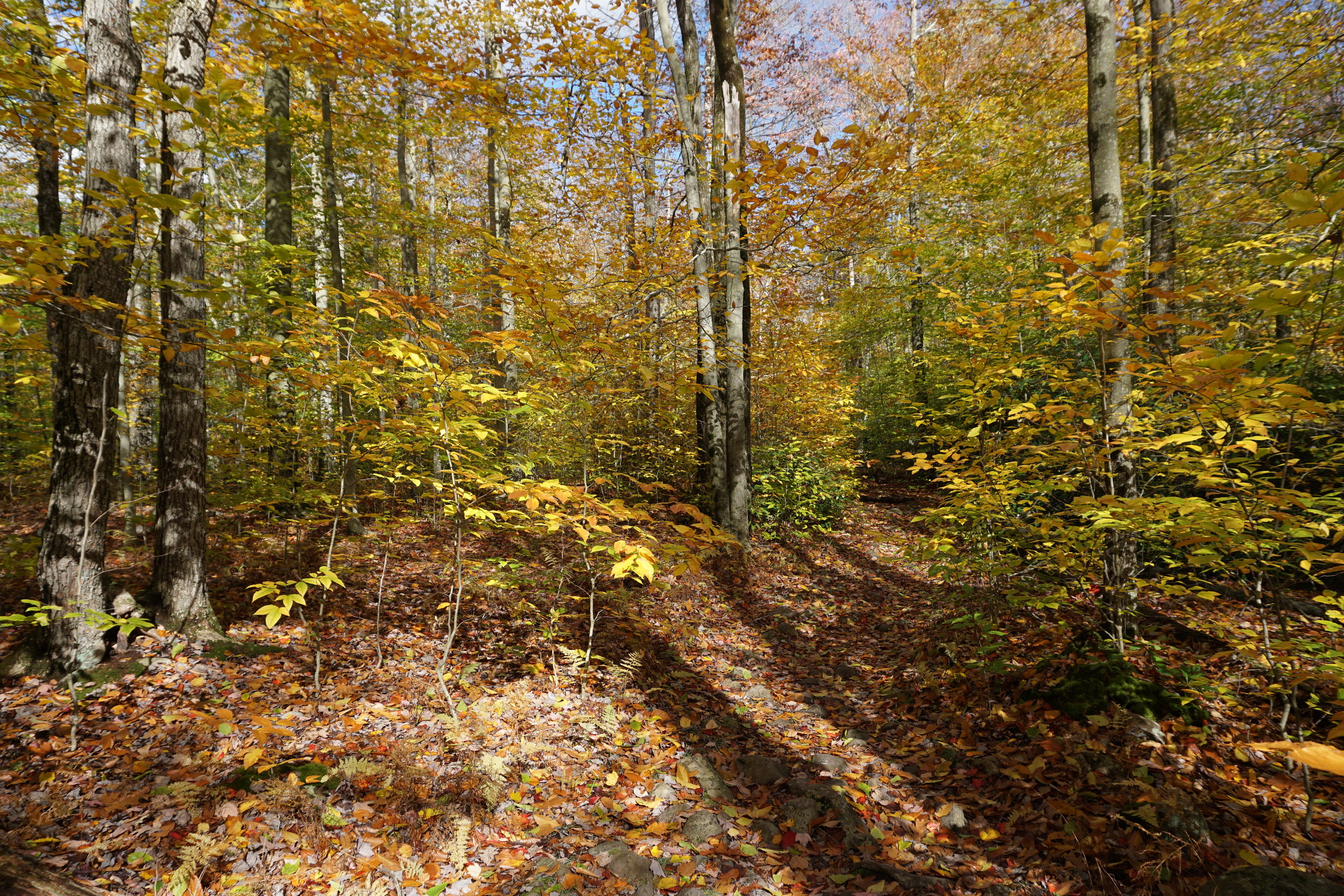 Fall foliage in Poconos mountains