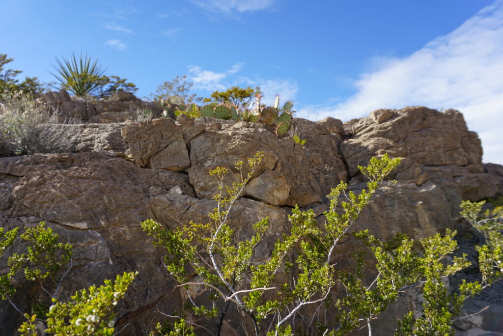 Wall of rocks in desert with cacti and agave plants on top and bushes below