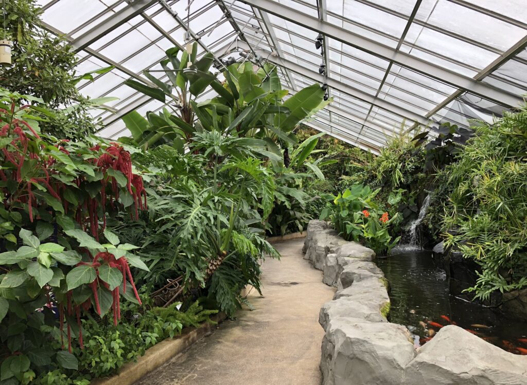 Botanical garden room in Baltimore with green tropical plants and a koi pond.