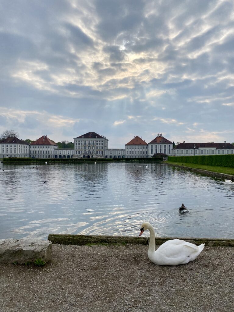 Swan sitting in front of a lake with a Bavarian castle in Munich Germany in the background