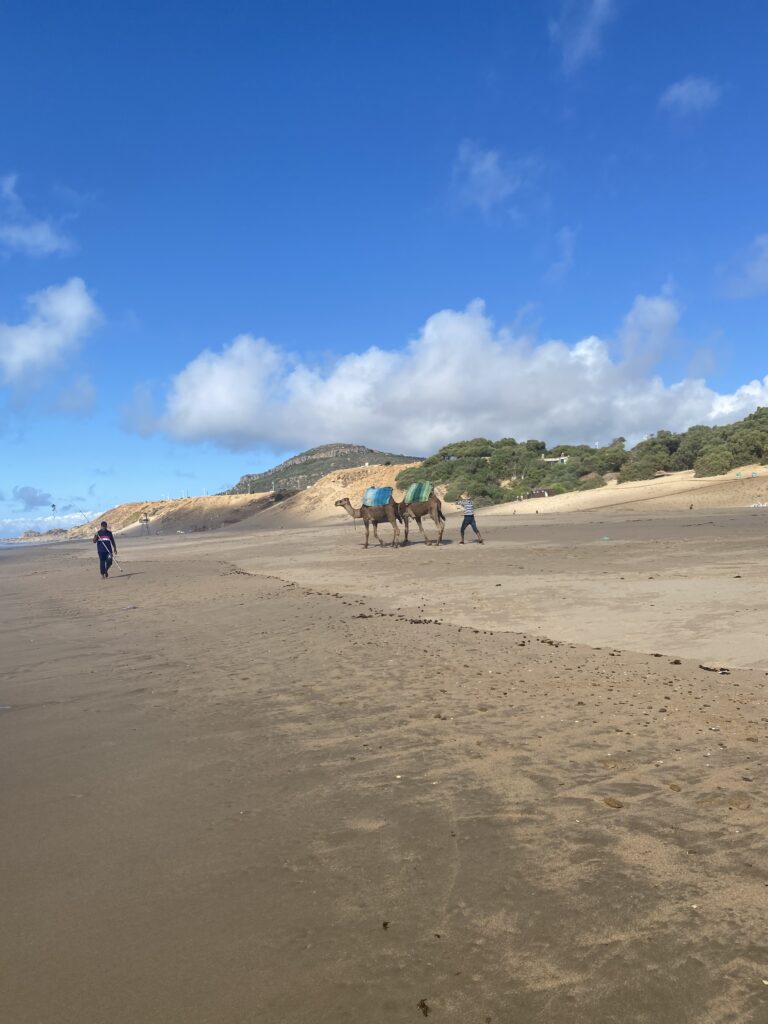 View of sandy beach and two camels being led by their owners