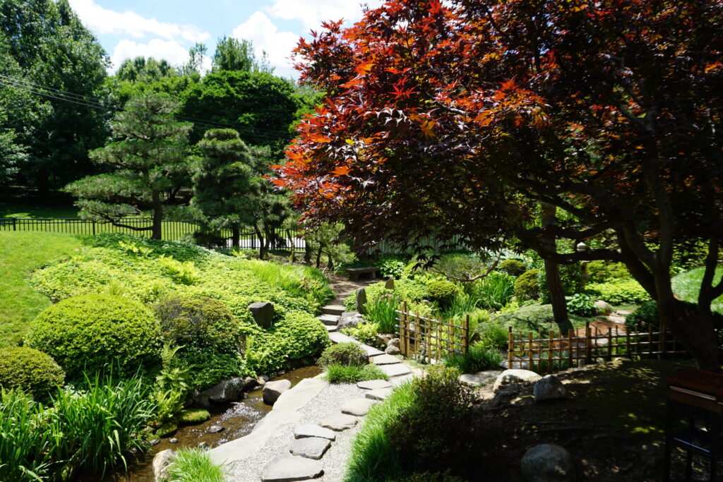 Japanese garden with greenery, stone walking paths, and a red Japanese maple tree