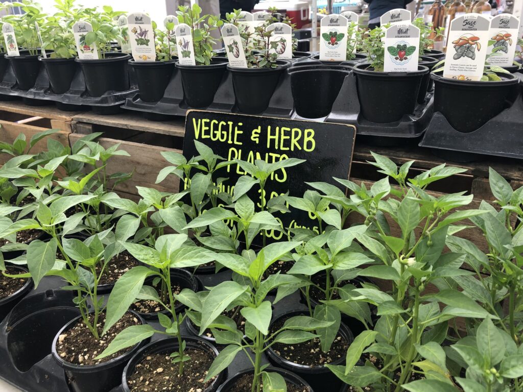 Display of herbs and plants for sale at farmers market in Baltimore