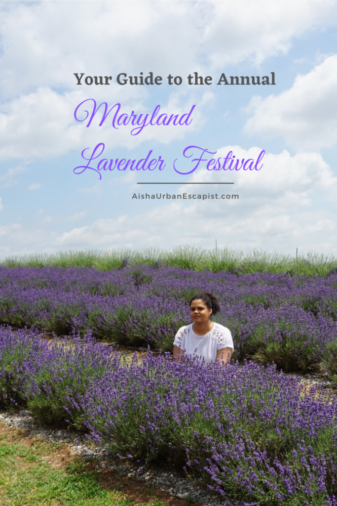 Woman sitting between rows of lavender with the title Your Guide to the Annual Maryland Lavender Festival